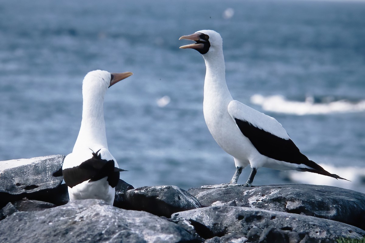 Nazca Booby - ML524657051