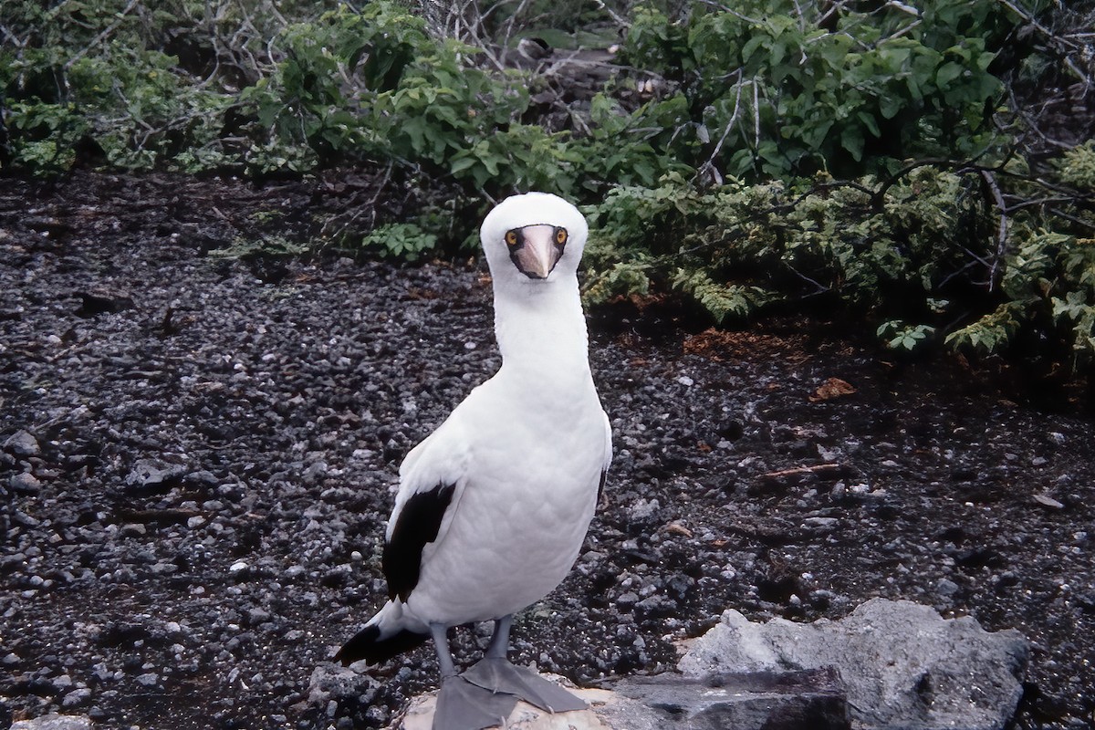 Nazca Booby - ML524657061