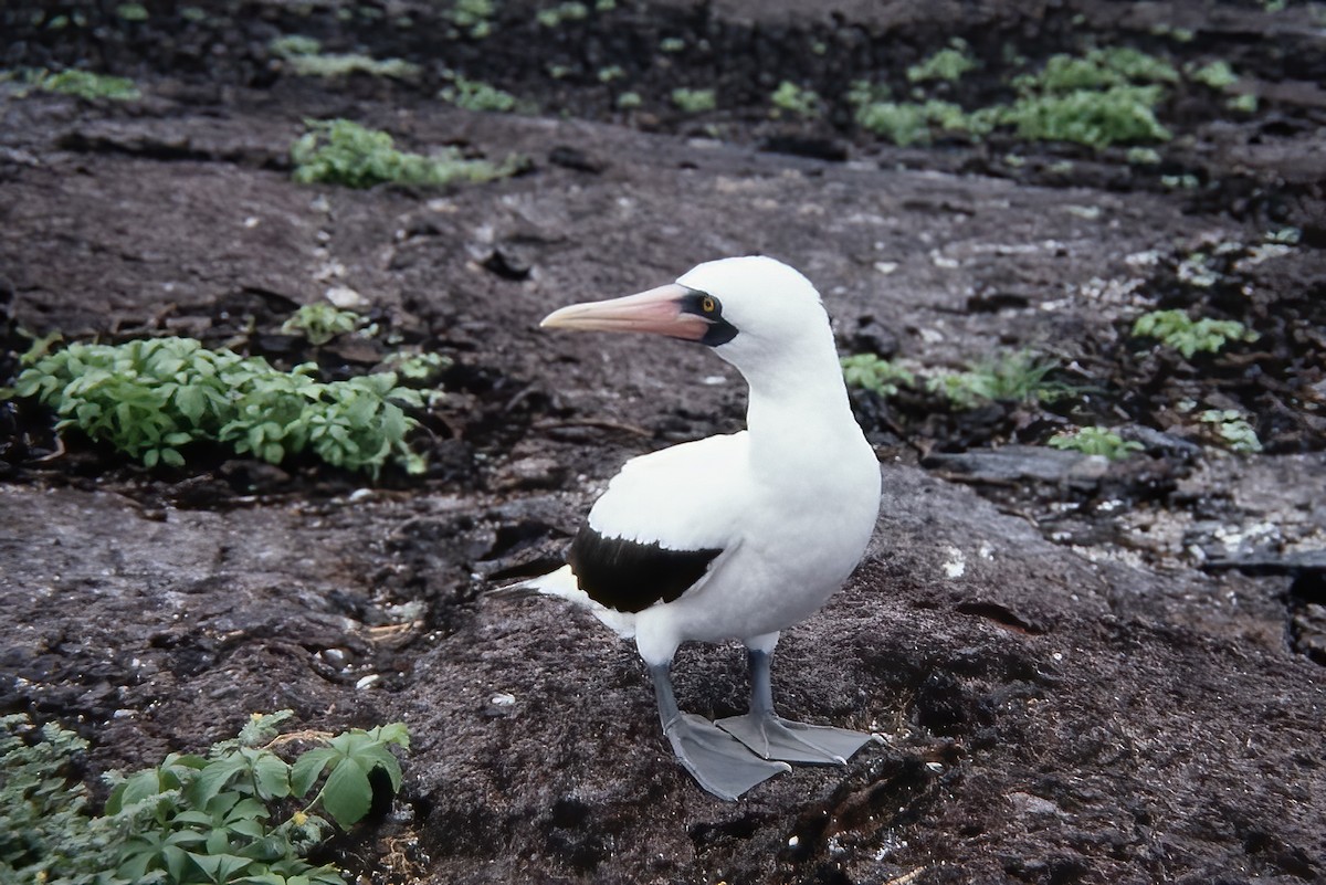 Nazca Booby - ML524657091