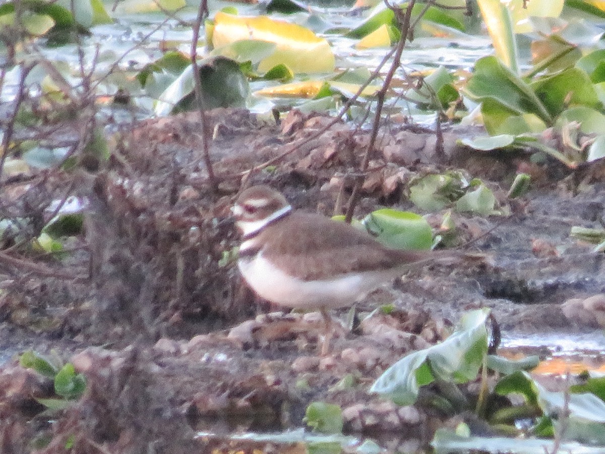 Killdeer - ML524657301