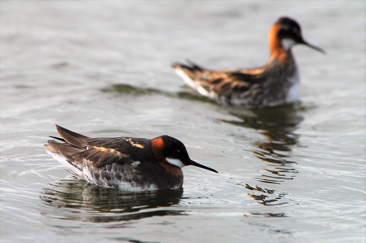 Phalarope à bec étroit - ML524659481