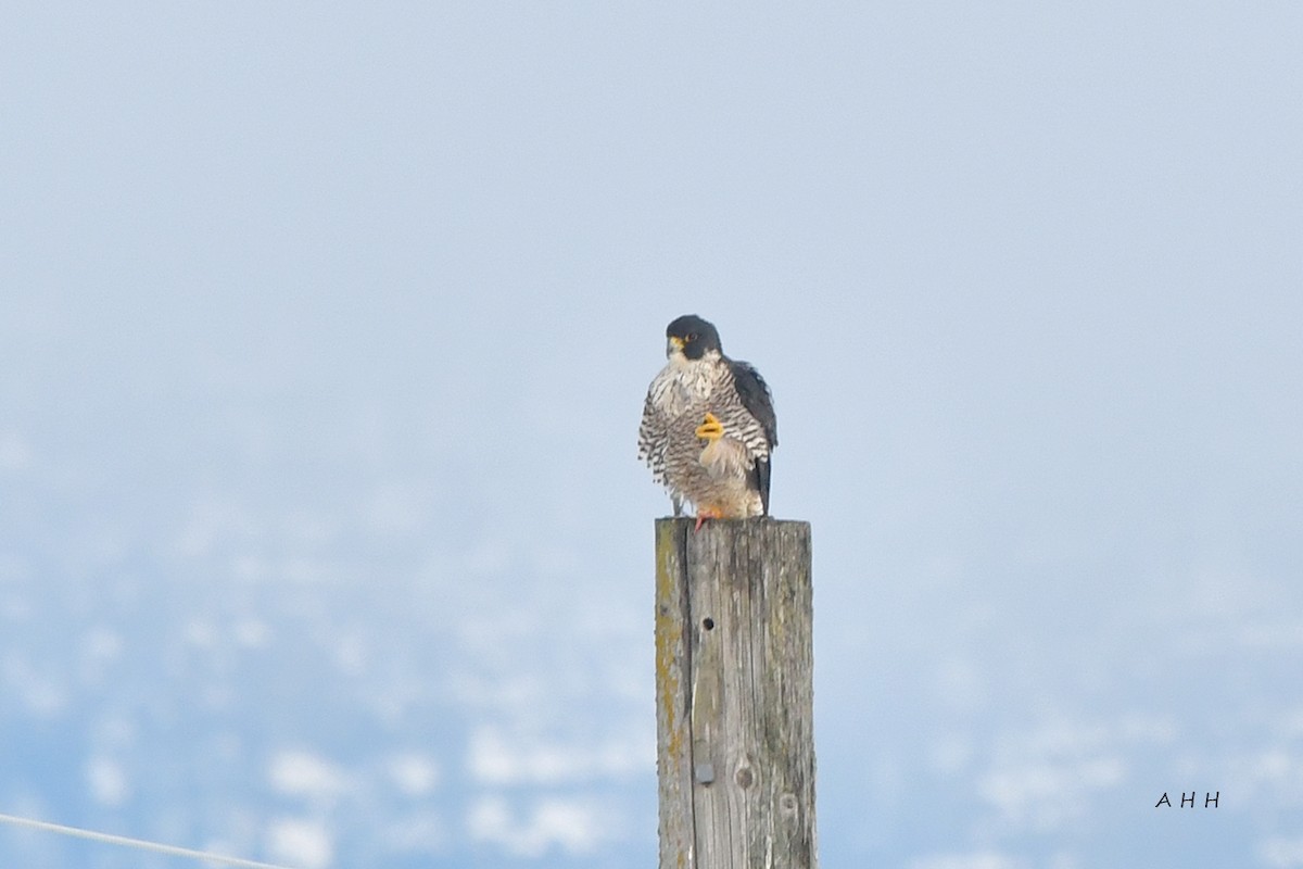 遊隼 - ML524662031