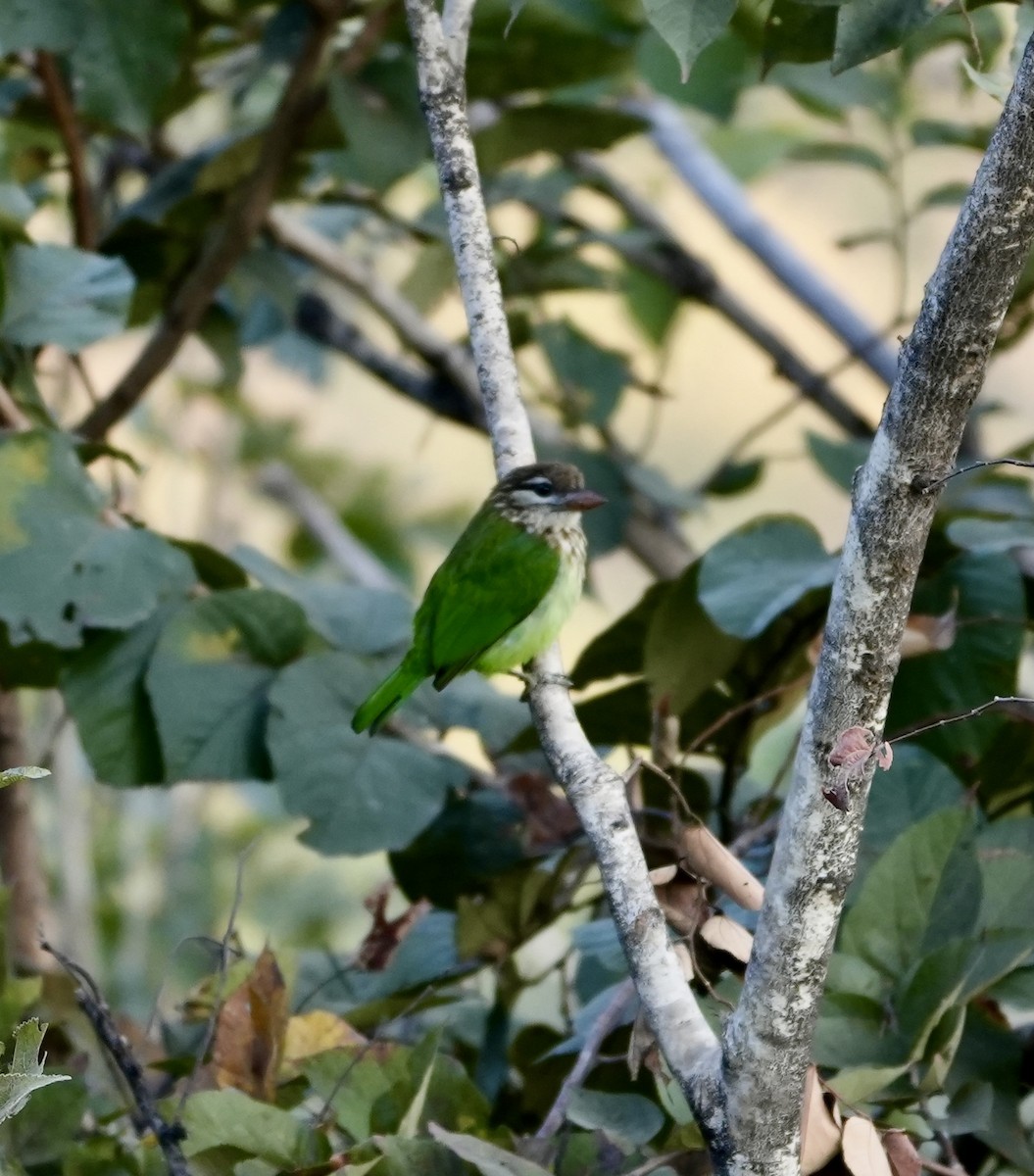 White-cheeked Barbet - Praveen Chavan