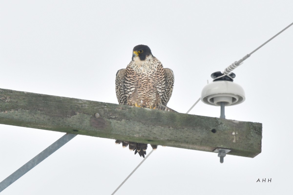 遊隼 - ML524662671