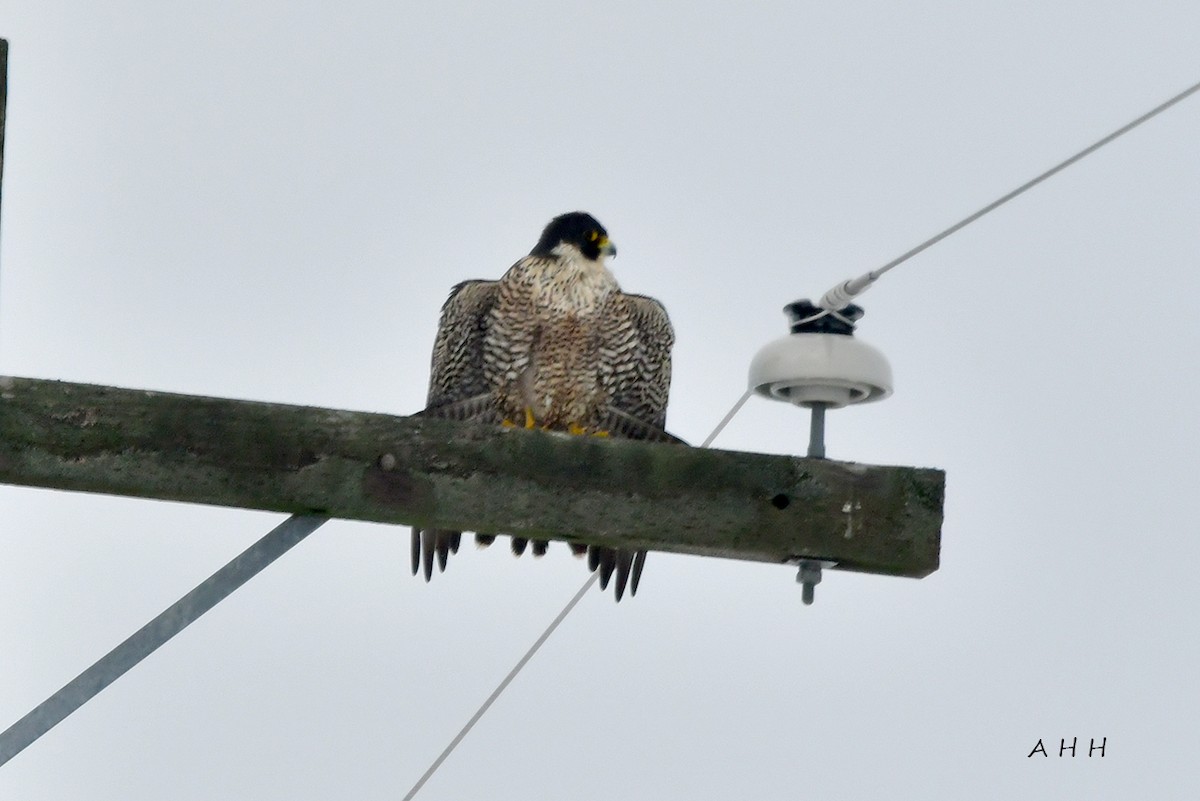 遊隼 - ML524662681