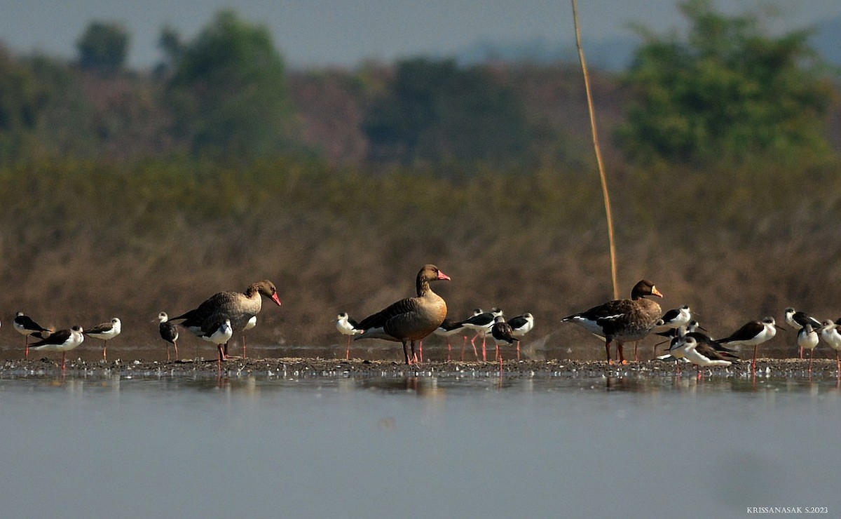 Greater White-fronted Goose - Krissanasak Singkam