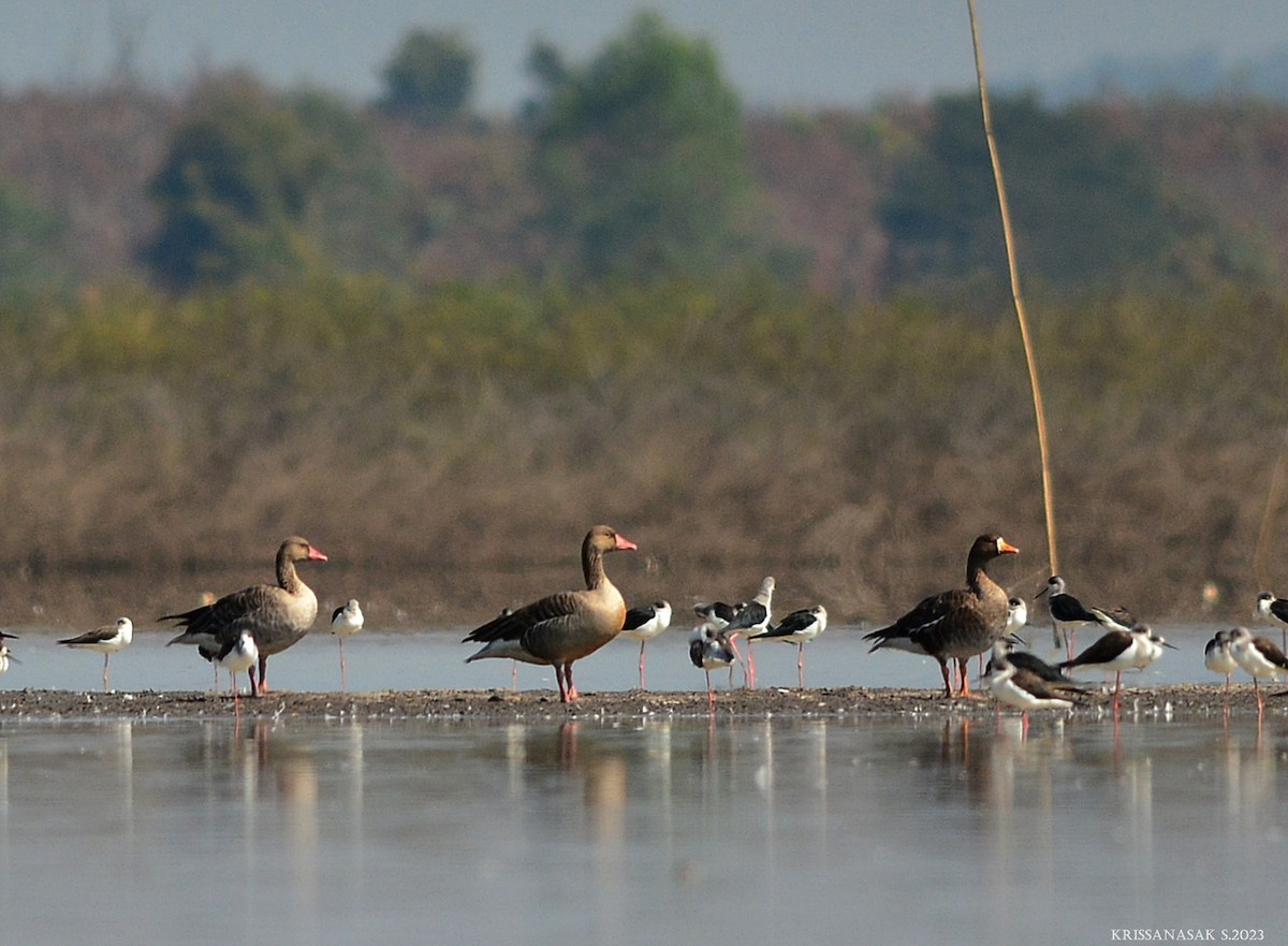 Greater White-fronted Goose - ML524662801