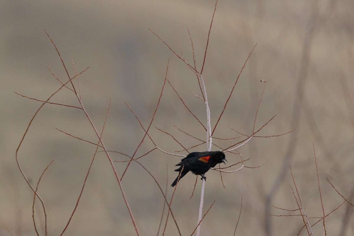 Red-winged Blackbird - ML524662851