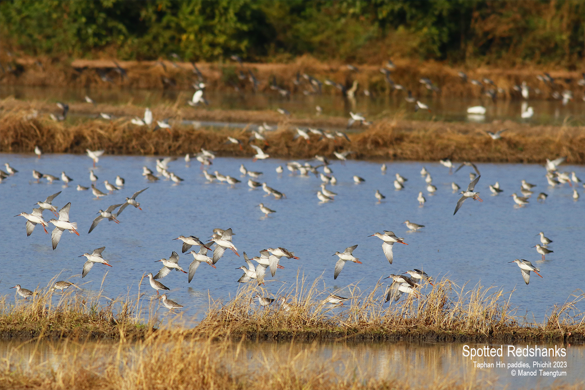 Spotted Redshank - ML524663021