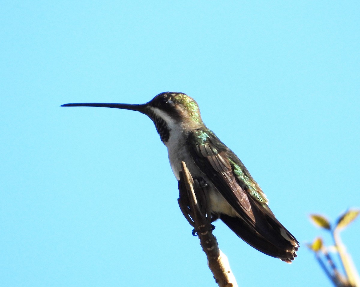 kolibřík achátový - ML524664251