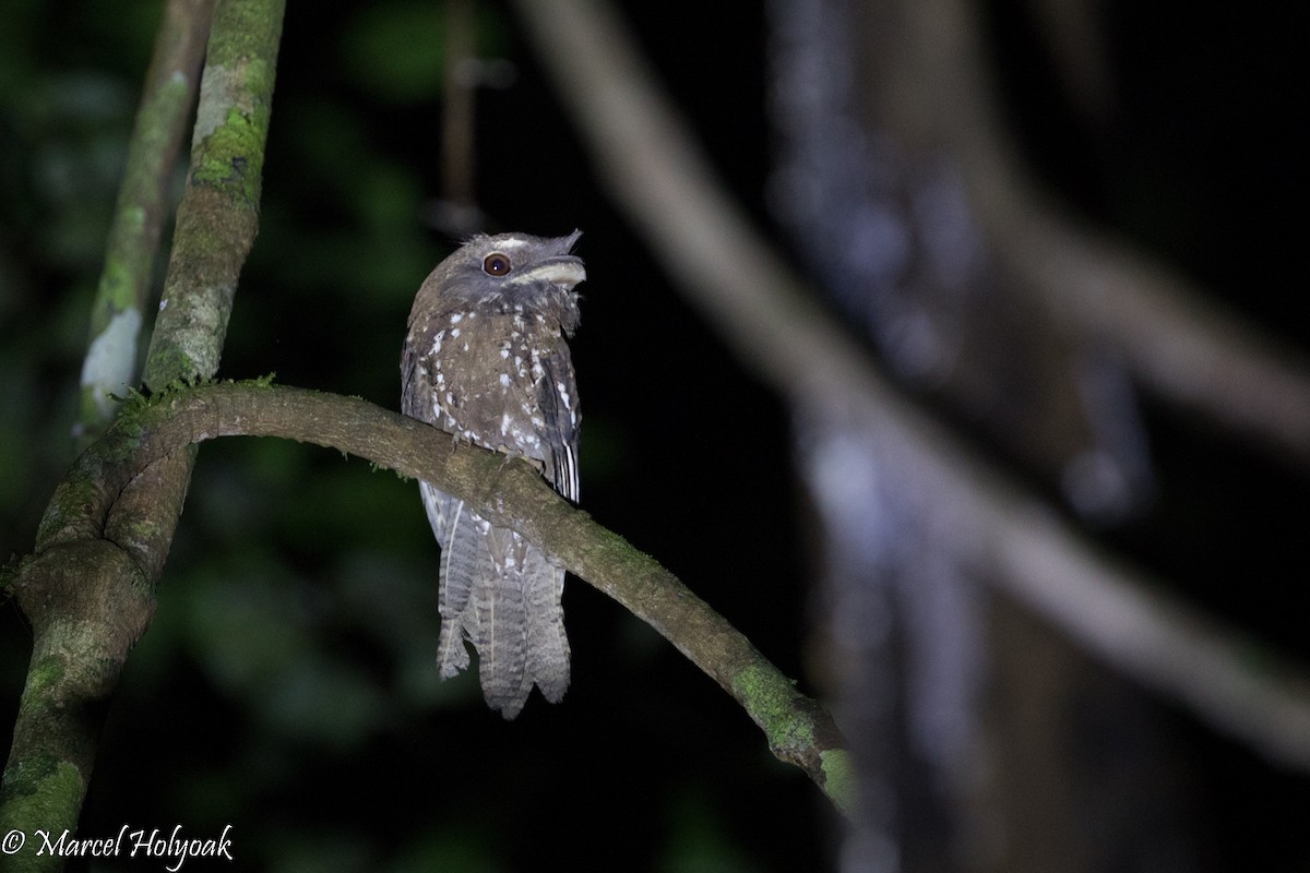 Marbled Frogmouth - ML524664291