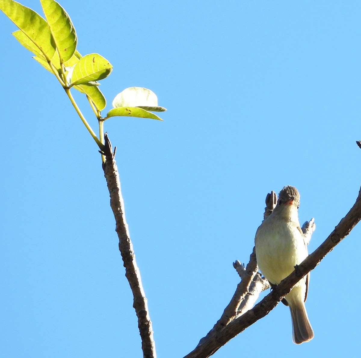 Northern Beardless-Tyrannulet - ML524664501