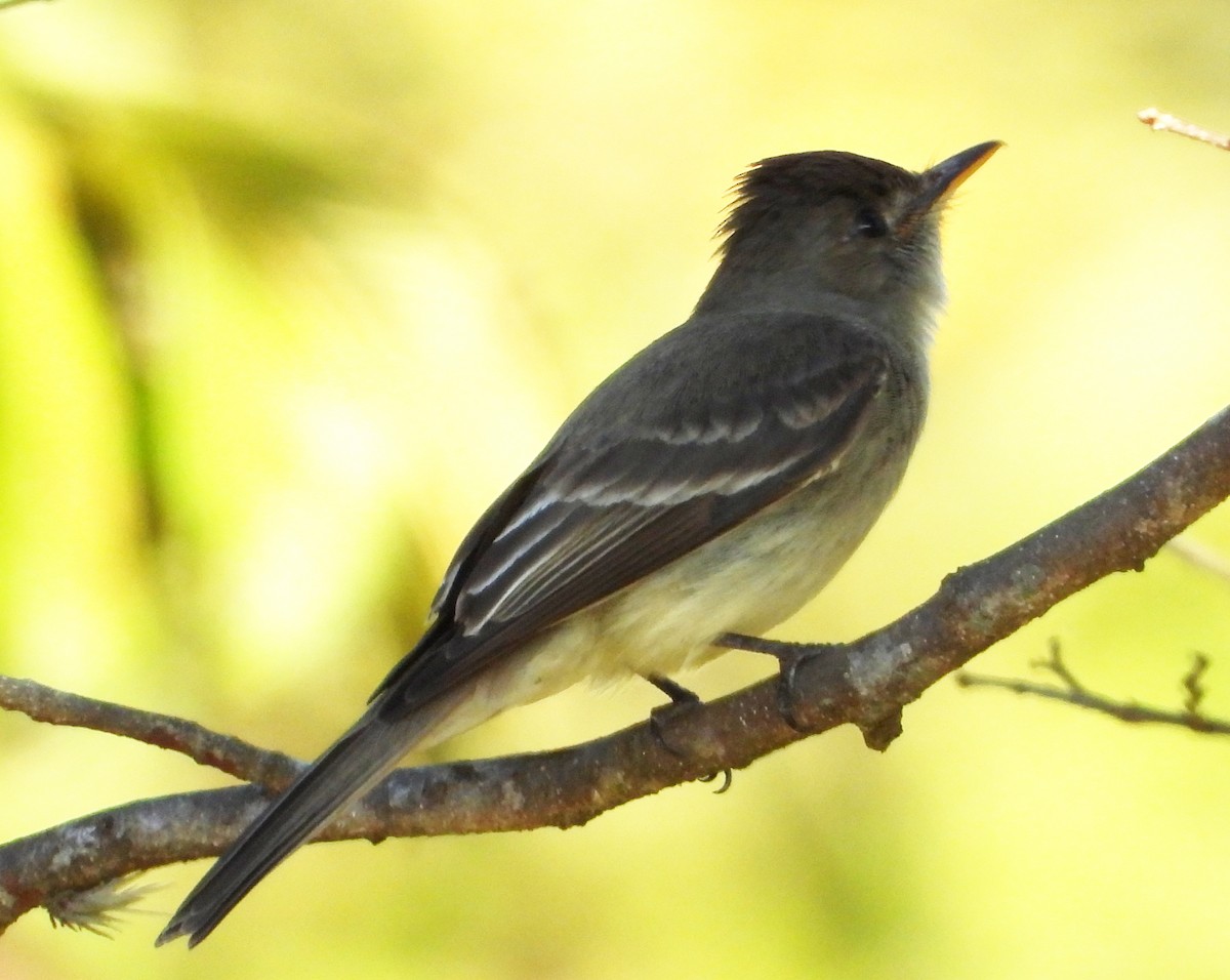 Northern Tropical Pewee - ML524664561