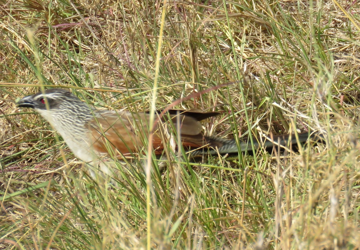 White-browed Coucal - ML524665241