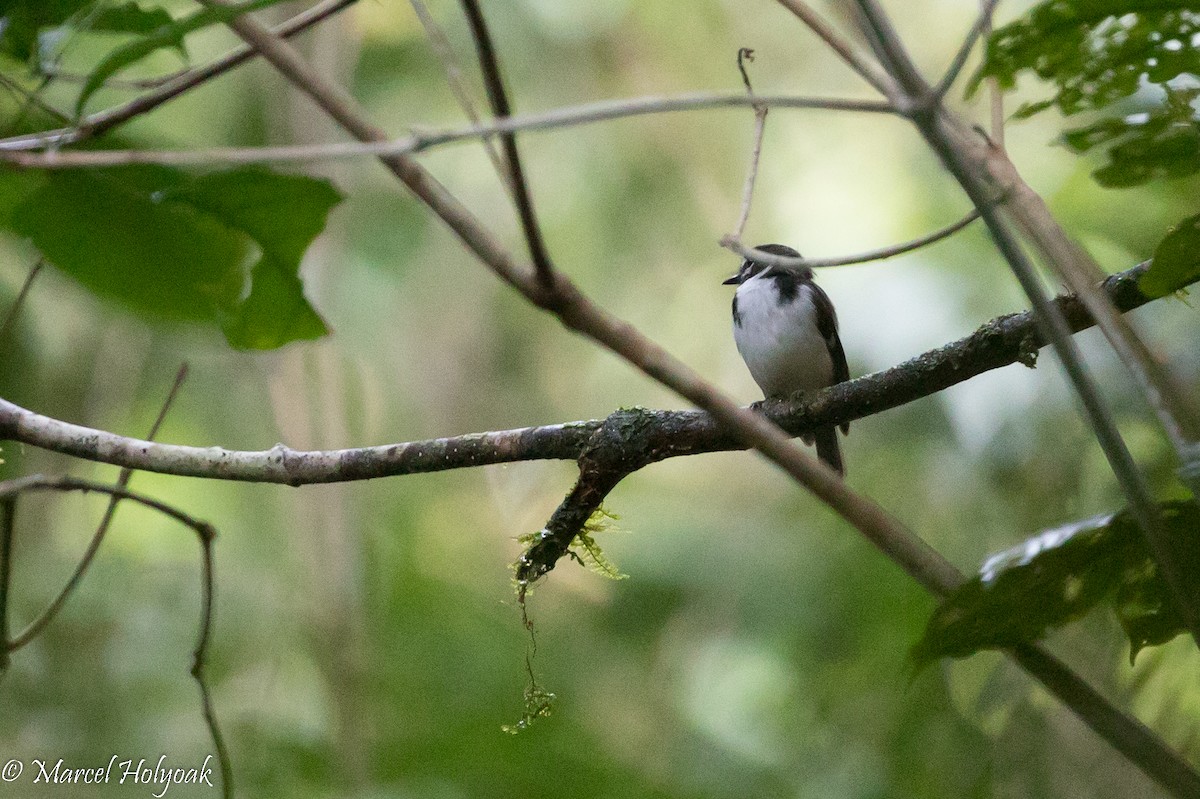 Black-sided Robin - ML524665531