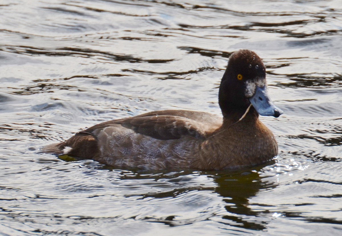 Ring-necked Duck - Rod Nunley