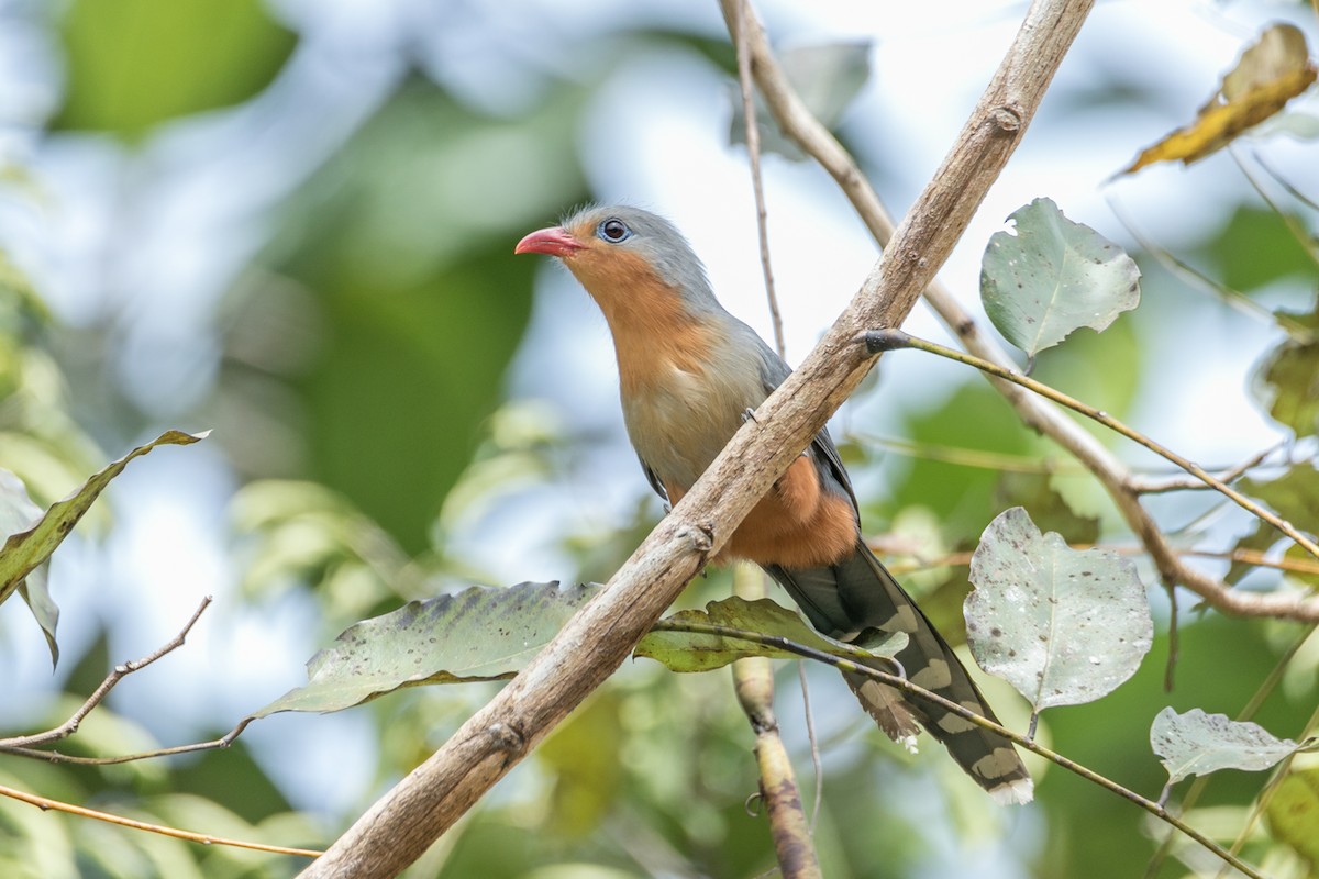 Red-billed Malkoha - ML524667331