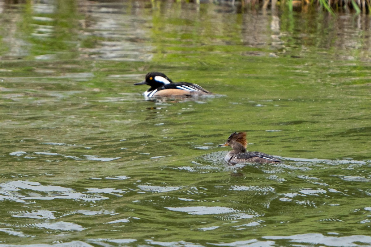 Hooded Merganser - ML524669311