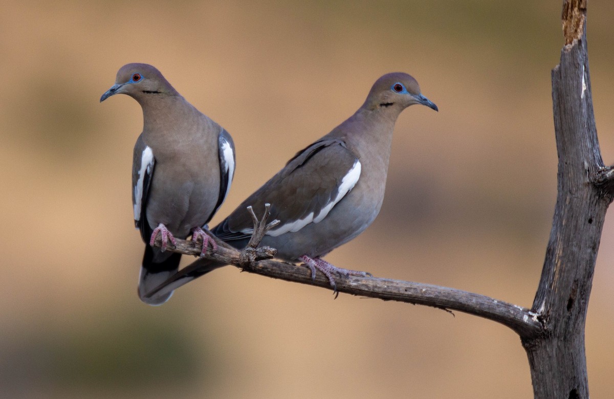 White-winged Dove - ML524669451