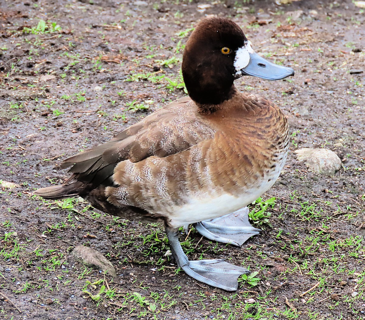 Lesser Scaup - ML524670331