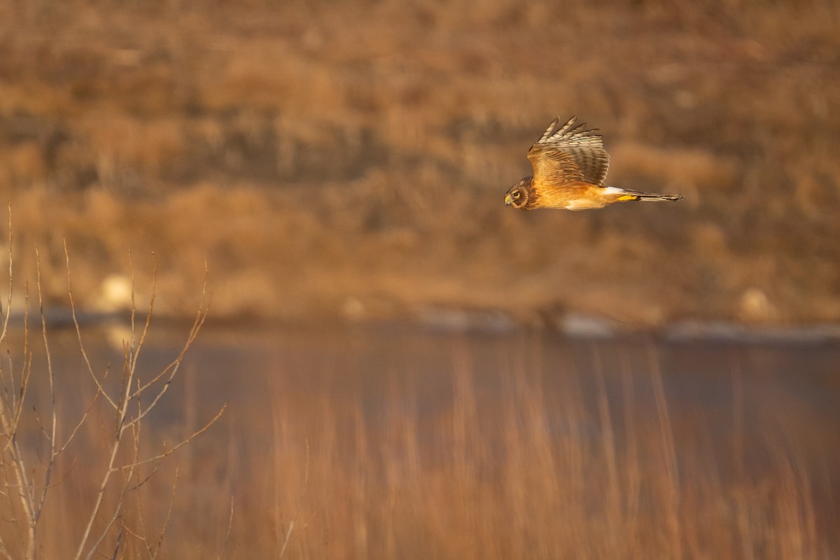 Northern Harrier - Heather Mall