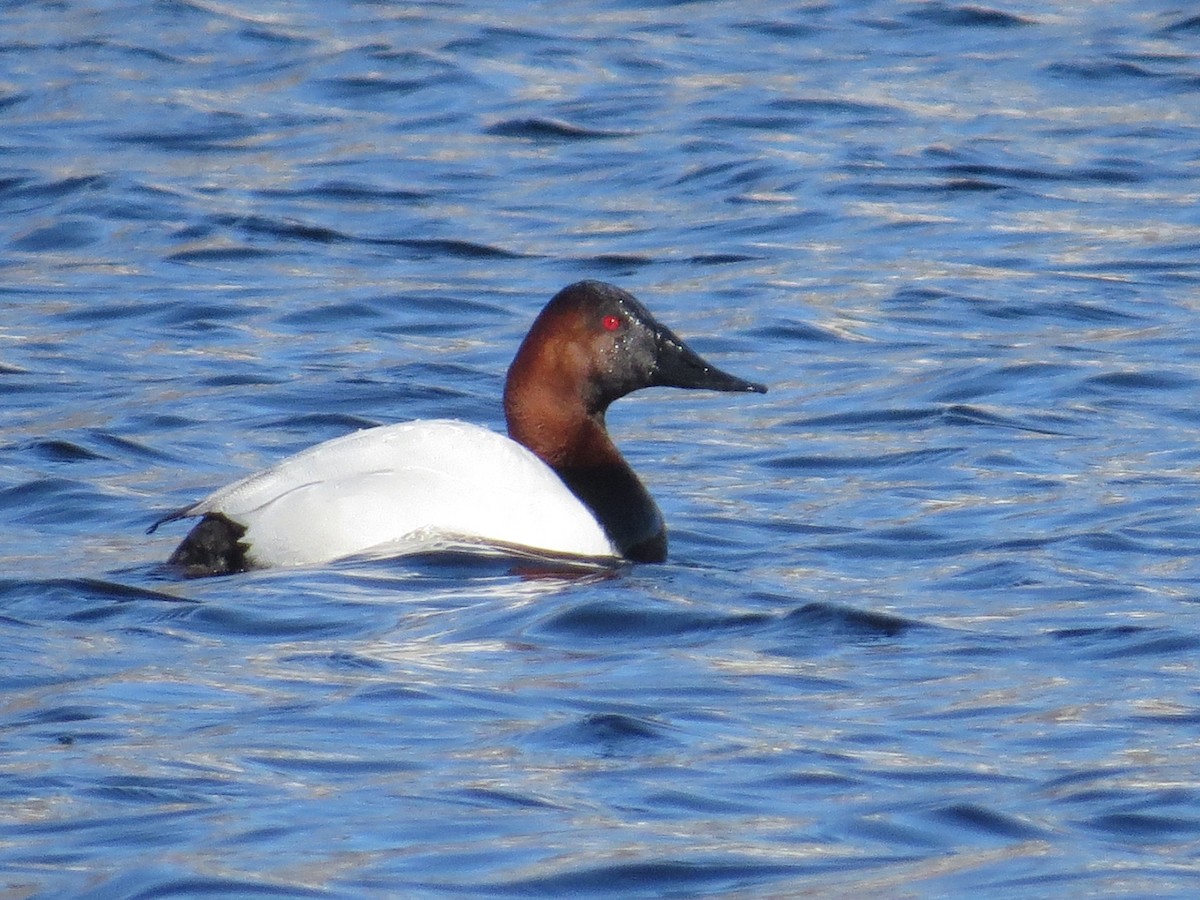 Canvasback - Marjorie Watson