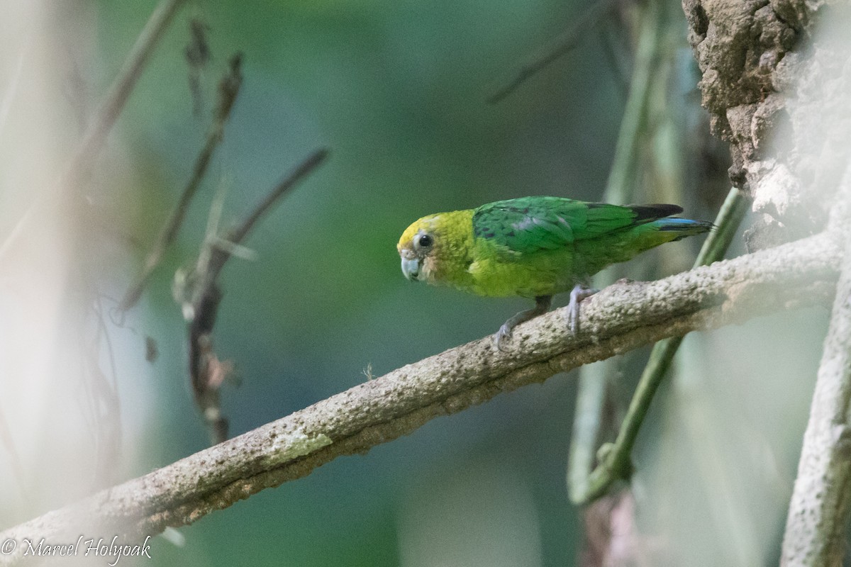 Yellow-capped Pygmy-Parrot - Marcel Holyoak