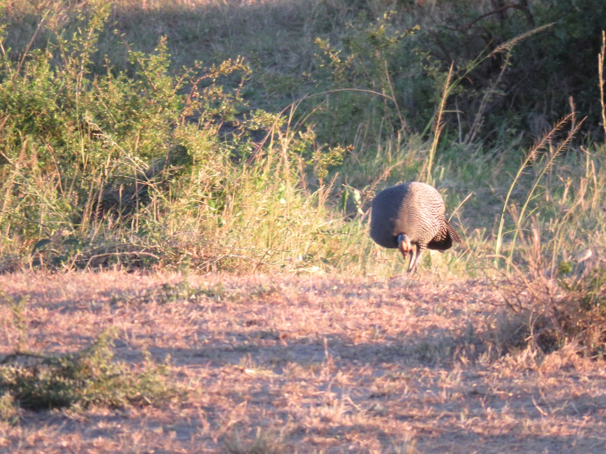 Helmeted Guineafowl - ML524672551