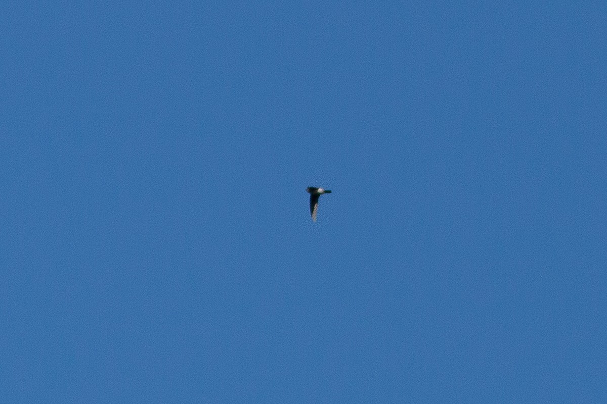 Pygmy Swiftlet - ML524672761