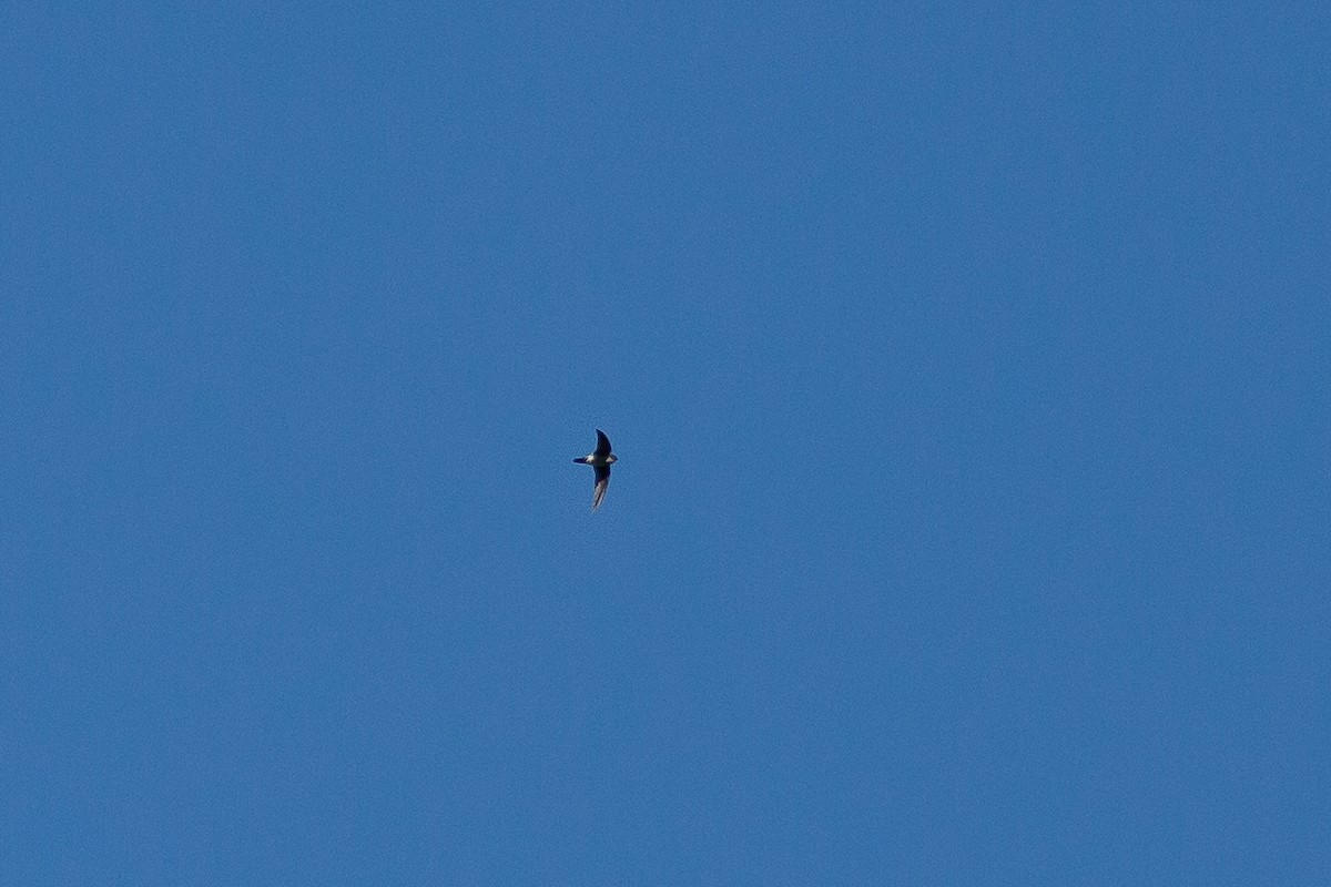 Pygmy Swiftlet - ML524672771