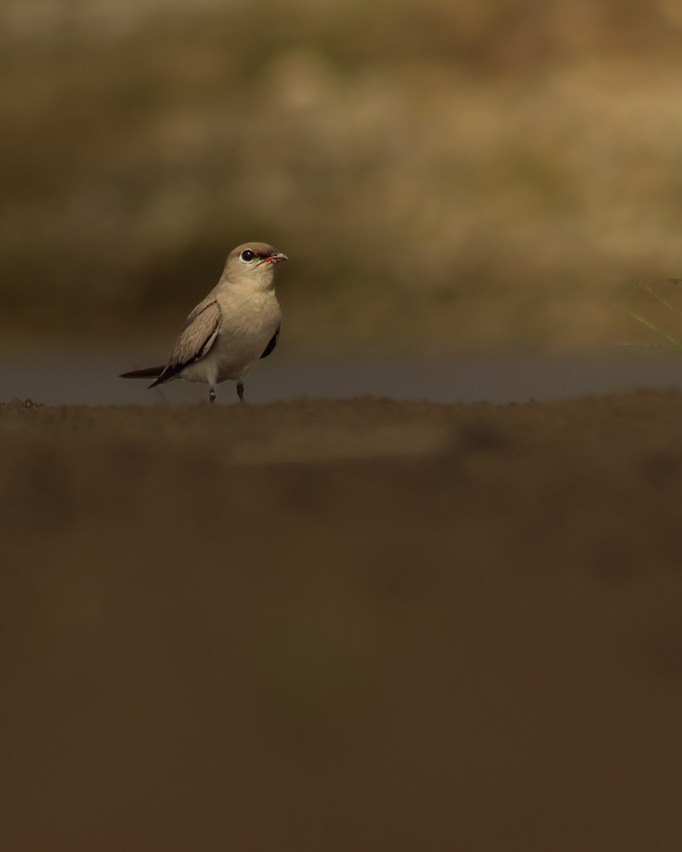 Small Pratincole - Nishant Sharma Parajuli