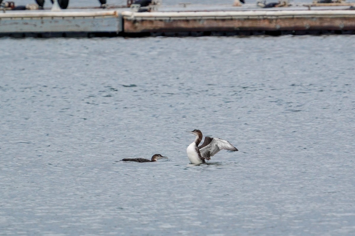 Common Loon - ML524675351