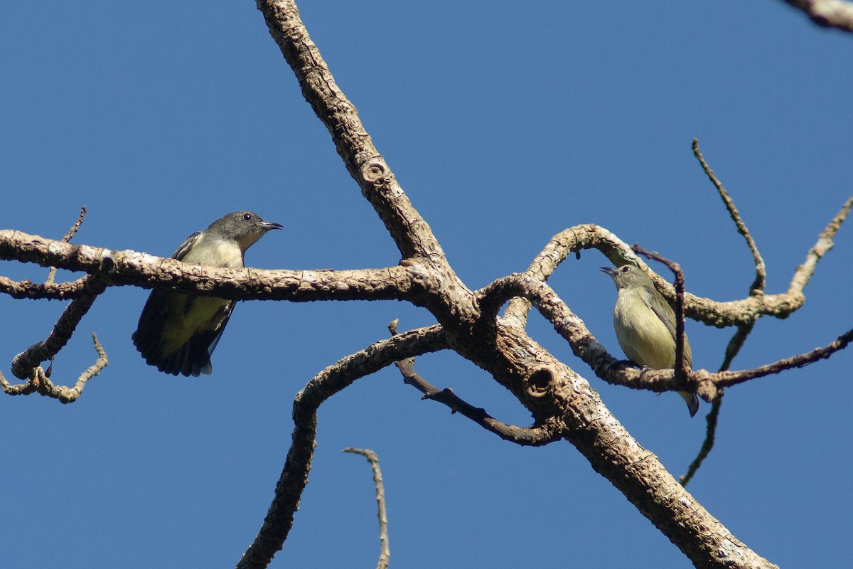 Pygmy Flowerpecker - ML524675371