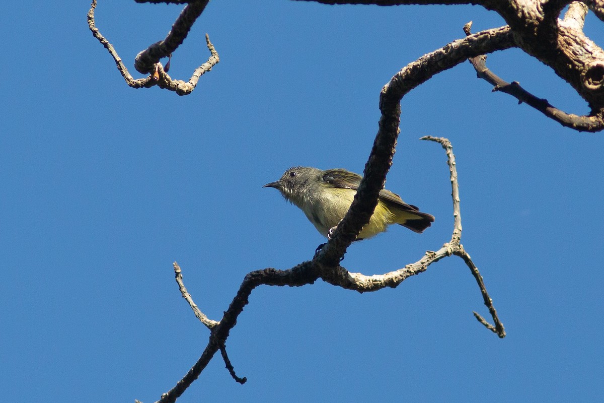 Pygmy Flowerpecker - ML524675381