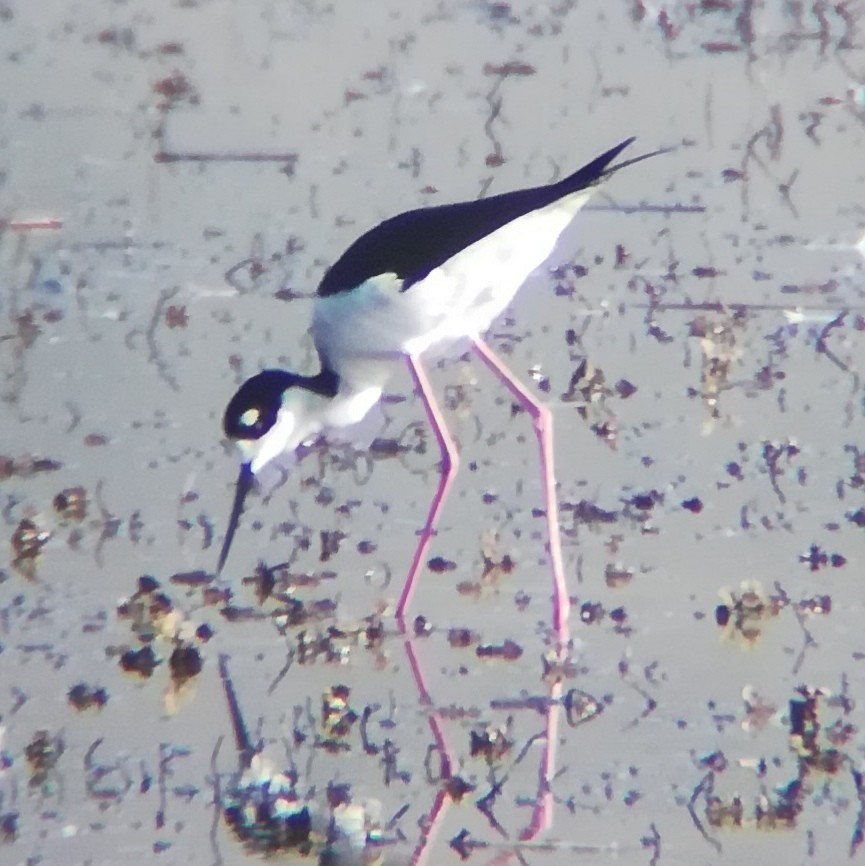 Black-necked Stilt - ML524676071