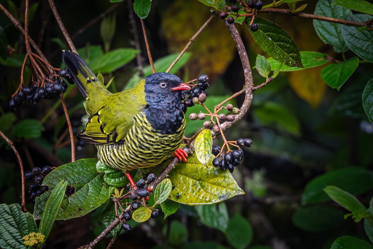 Cotinga barré - ML524676241