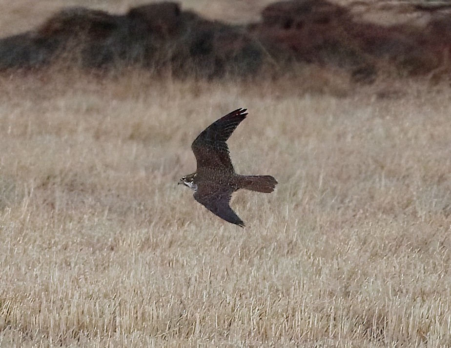 Prairie Falcon - ML524677491