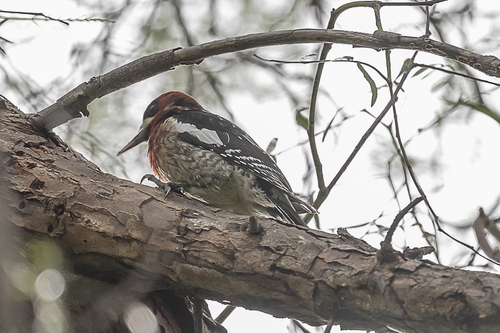 Red-breasted Sapsucker - ML524679161