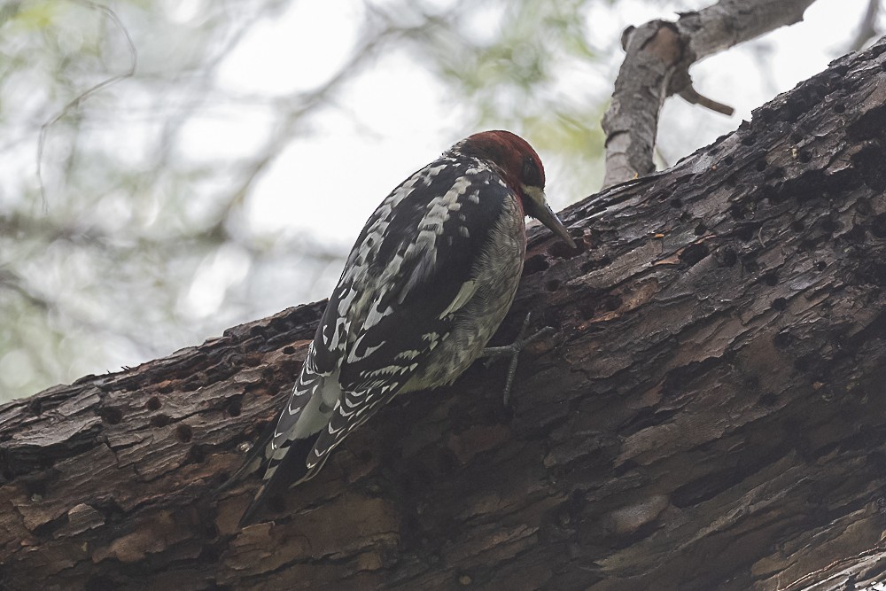 Red-breasted Sapsucker - ML524679191