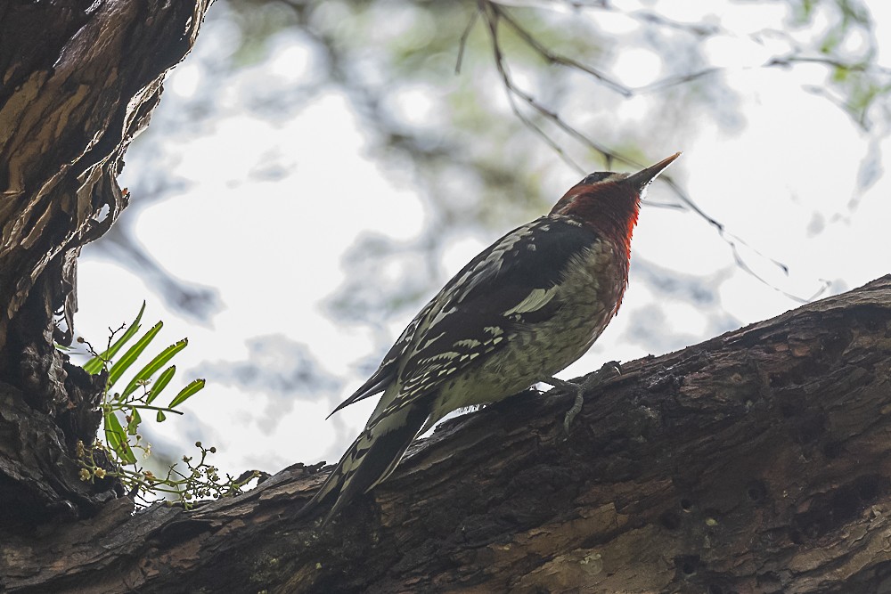 Red-breasted Sapsucker - ML524679201