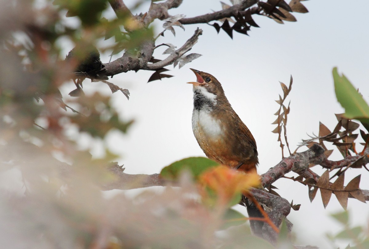 Noisy Scrub-bird - ML524679321