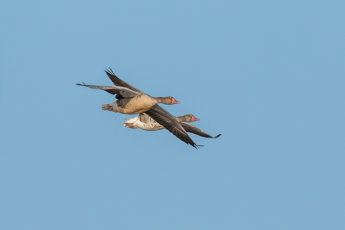 Graylag Goose (Siberian) - ML524680491