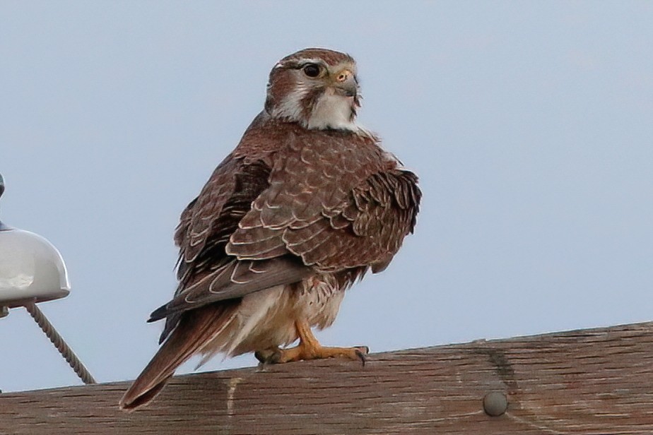 Prairie Falcon - ML524681141