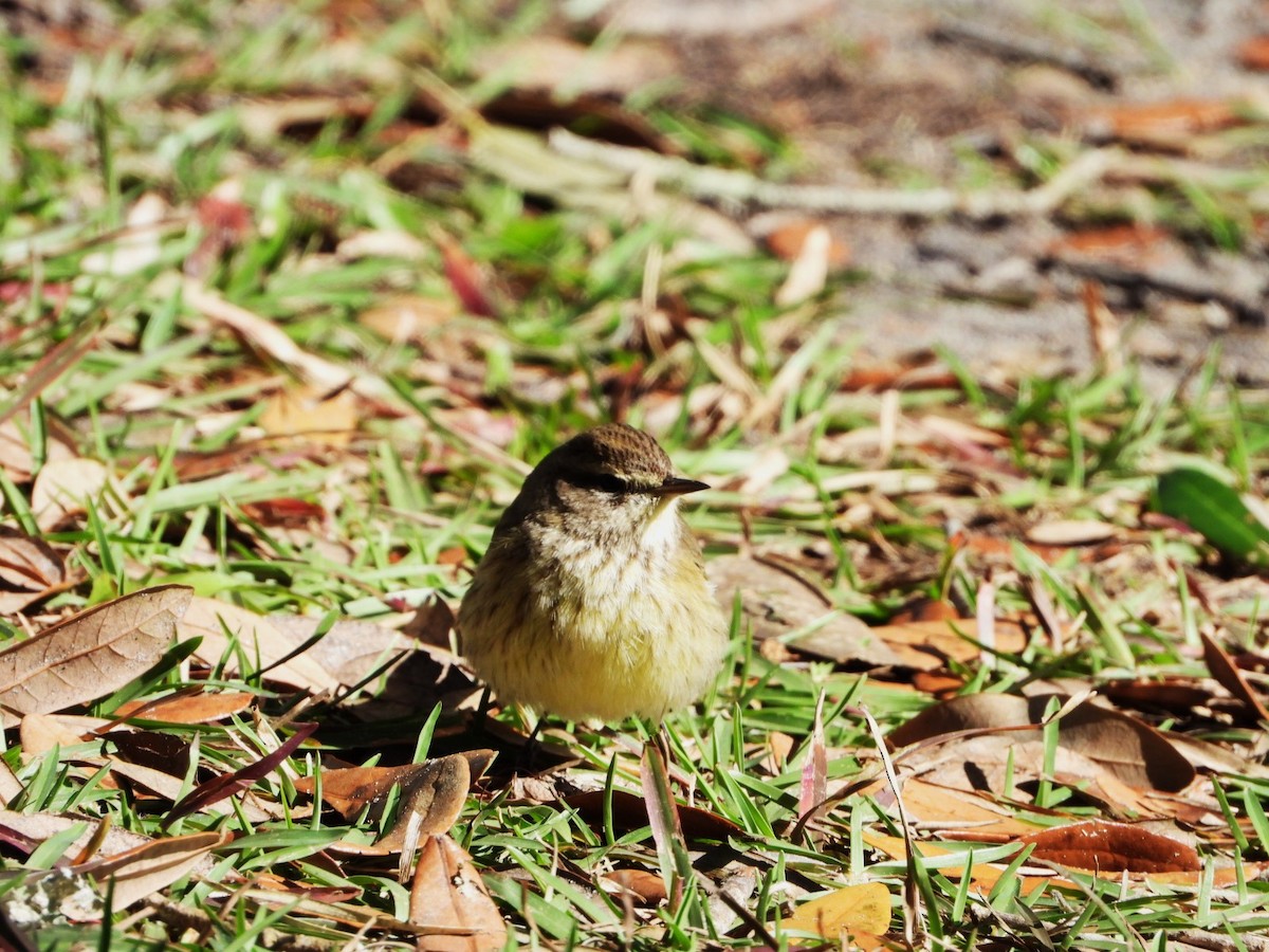 Palm Warbler - ML524682201