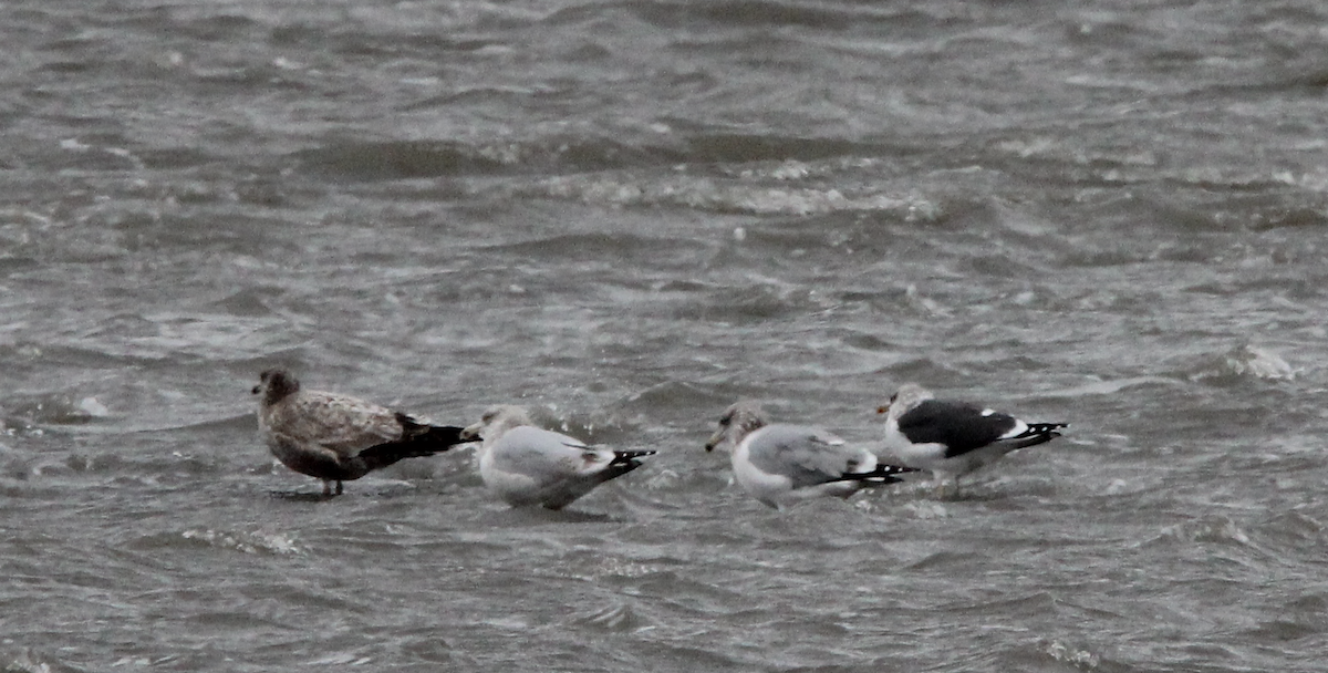 Lesser Black-backed Gull - Vivek Raj