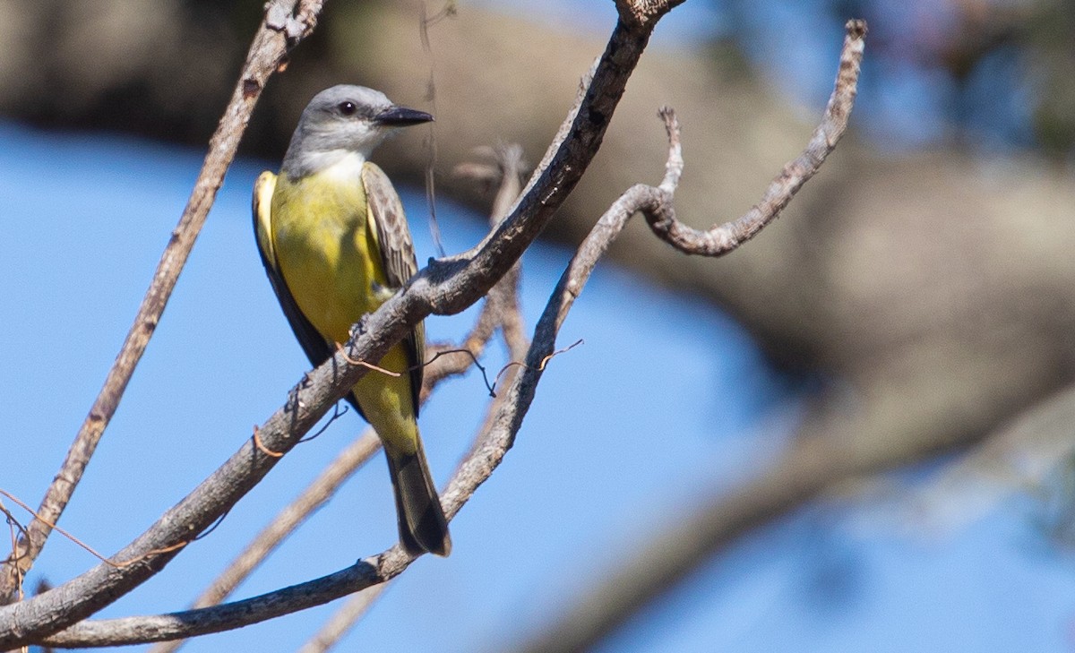 Tropical Kingbird - ML524684631