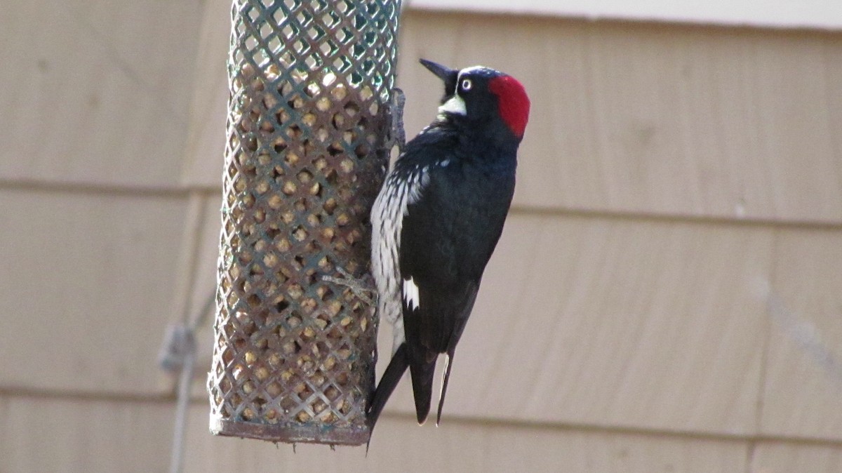 Acorn Woodpecker - ML524684681