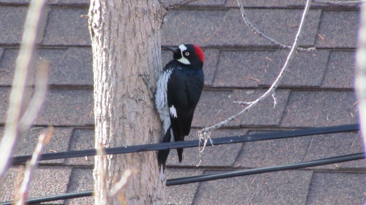 Acorn Woodpecker - ML524684721