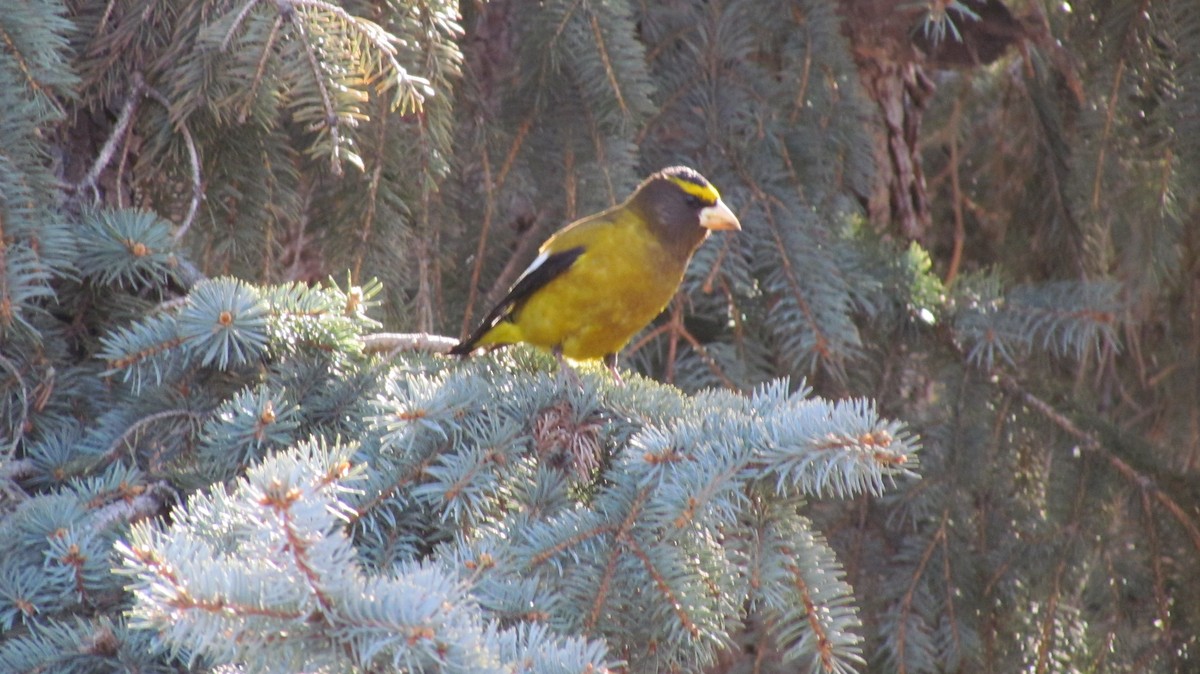 Evening Grosbeak - ML524684841