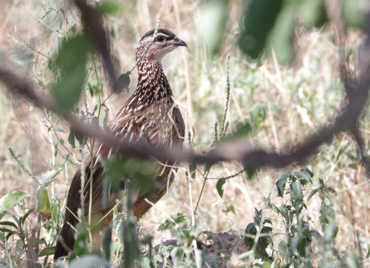 Crested Francolin - ML524685111